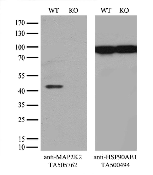 MAP2K2 Antibody in Western Blot (WB)