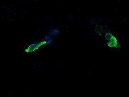 MAP2K3 Antibody in Immunocytochemistry (ICC/IF)