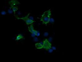 MAP2K3 Antibody in Immunocytochemistry (ICC/IF)