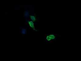 MAP2K3 Antibody in Immunocytochemistry (ICC/IF)