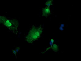 MAP2K3 Antibody in Immunocytochemistry (ICC/IF)