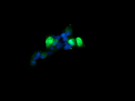 MAP2K3 Antibody in Immunocytochemistry (ICC/IF)