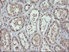 MAP2K3 Antibody in Immunohistochemistry (Paraffin) (IHC (P))