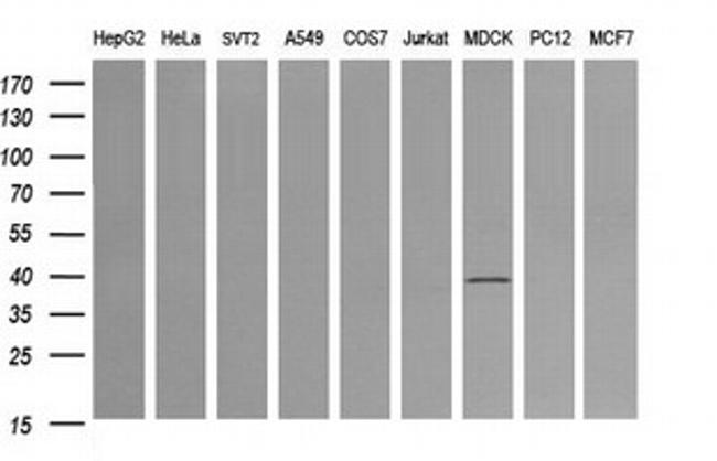 MAP2K3 Antibody in Western Blot (WB)