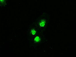 MAP2K4 Antibody in Immunocytochemistry (ICC/IF)