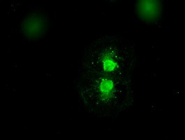 MAP2K4 Antibody in Immunocytochemistry (ICC/IF)