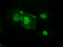 MAP2K4 Antibody in Immunocytochemistry (ICC/IF)