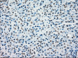 MAP2K4 Antibody in Immunohistochemistry (Paraffin) (IHC (P))