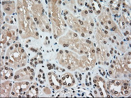 MAP2K4 Antibody in Immunohistochemistry (Paraffin) (IHC (P))