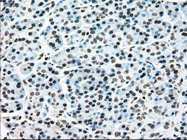 MAP2K4 Antibody in Immunohistochemistry (Paraffin) (IHC (P))