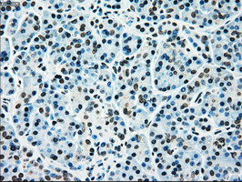 MAP2K4 Antibody in Immunohistochemistry (Paraffin) (IHC (P))