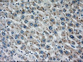 MAP2K4 Antibody in Immunohistochemistry (Paraffin) (IHC (P))