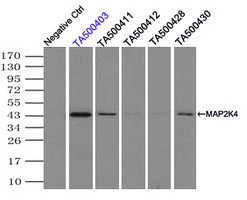 MAP2K4 Antibody in Immunoprecipitation (IP)