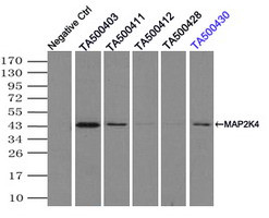 MAP2K4 Antibody in Immunoprecipitation (IP)