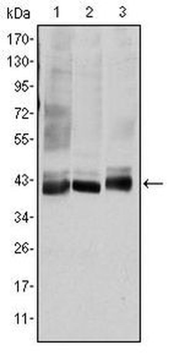 MAP2K4 Antibody in Western Blot (WB)