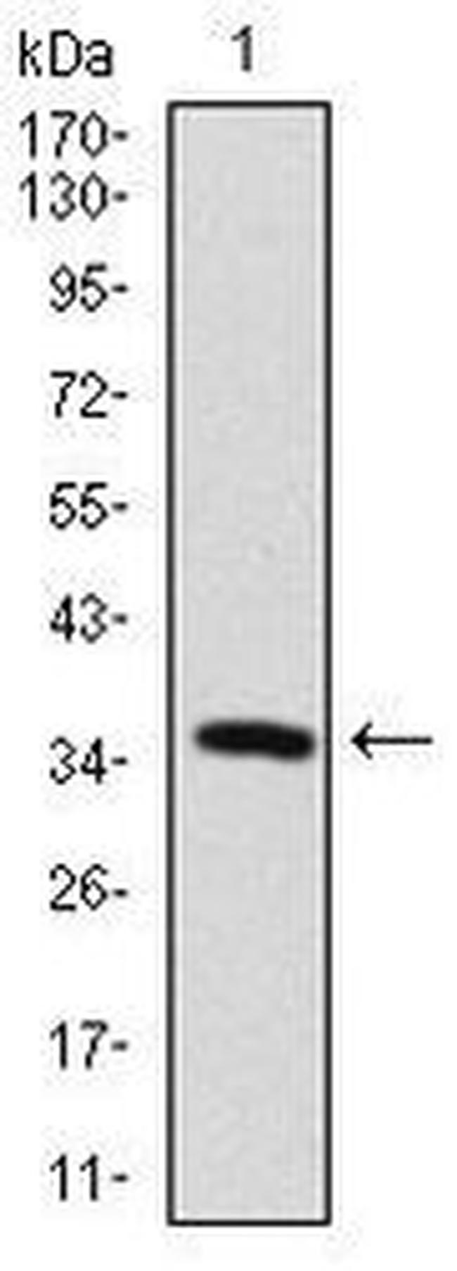 MAP2 Antibody in Western Blot (WB)