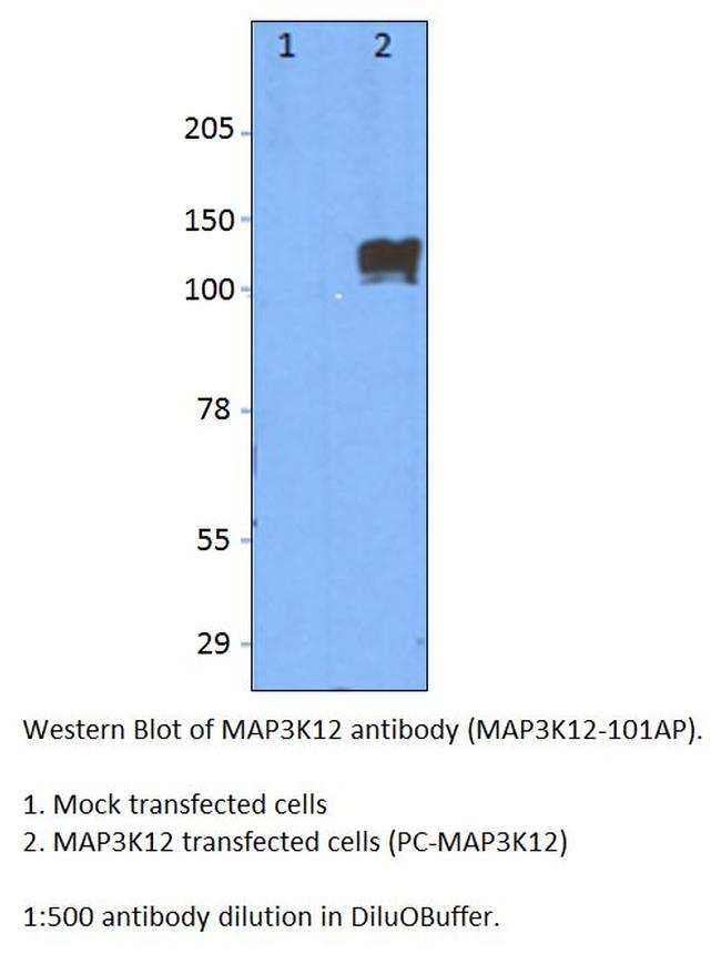 MAP3K12 Antibody in Western Blot (WB)