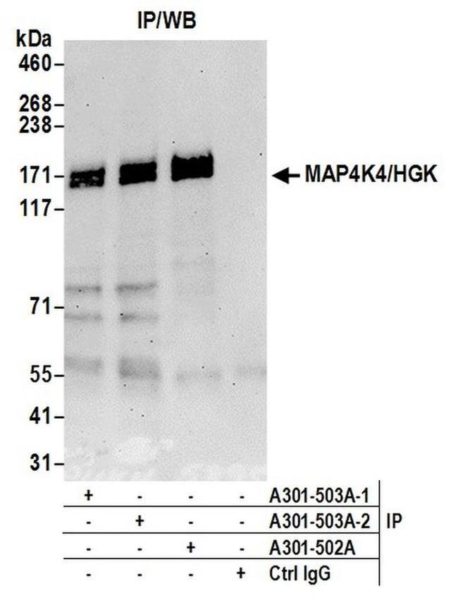 MAP4K4/HGK Antibody in Western Blot (WB)