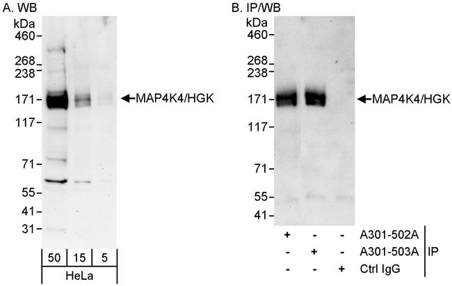 MAP4K4/HGK Antibody in Western Blot (WB)