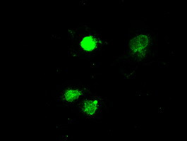 MAPK1 Antibody in Immunocytochemistry (ICC/IF)