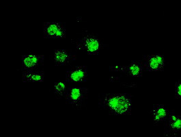 MAPK1 Antibody in Immunocytochemistry (ICC/IF)