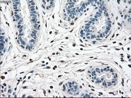 MAPK1 Antibody in Immunohistochemistry (Paraffin) (IHC (P))