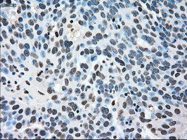 MAPK1 Antibody in Immunohistochemistry (Paraffin) (IHC (P))