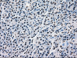 MAPK1 Antibody in Immunohistochemistry (Paraffin) (IHC (P))