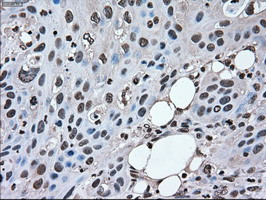 MAPK1 Antibody in Immunohistochemistry (Paraffin) (IHC (P))