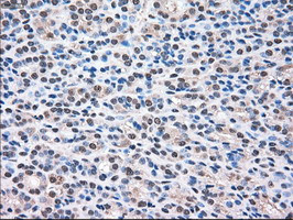 MAPK1 Antibody in Immunohistochemistry (Paraffin) (IHC (P))