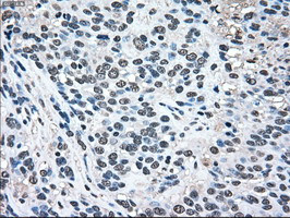 MAPK1 Antibody in Immunohistochemistry (Paraffin) (IHC (P))