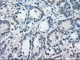 MAPK1 Antibody in Immunohistochemistry (Paraffin) (IHC (P))