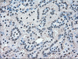 MAPK1 Antibody in Immunohistochemistry (Paraffin) (IHC (P))