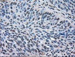 MAPK1 Antibody in Immunohistochemistry (Paraffin) (IHC (P))