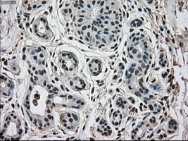 MAPK1 Antibody in Immunohistochemistry (Paraffin) (IHC (P))