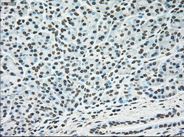 MAPK1 Antibody in Immunohistochemistry (Paraffin) (IHC (P))