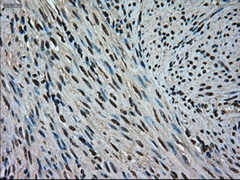 MAPK1 Antibody in Immunohistochemistry (Paraffin) (IHC (P))