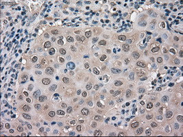 MAPK1 Antibody in Immunohistochemistry (Paraffin) (IHC (P))