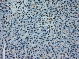 MAPK1 Antibody in Immunohistochemistry (Paraffin) (IHC (P))