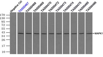 MAPK1 Antibody in Immunoprecipitation (IP)