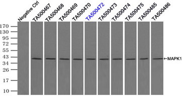 MAPK1 Antibody in Immunoprecipitation (IP)