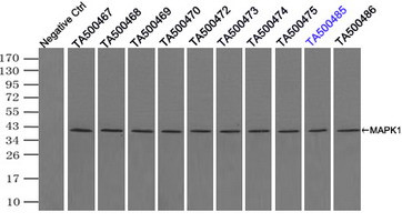 MAPK1 Antibody in Immunoprecipitation (IP)