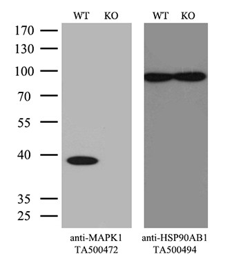 MAPK1 Antibody