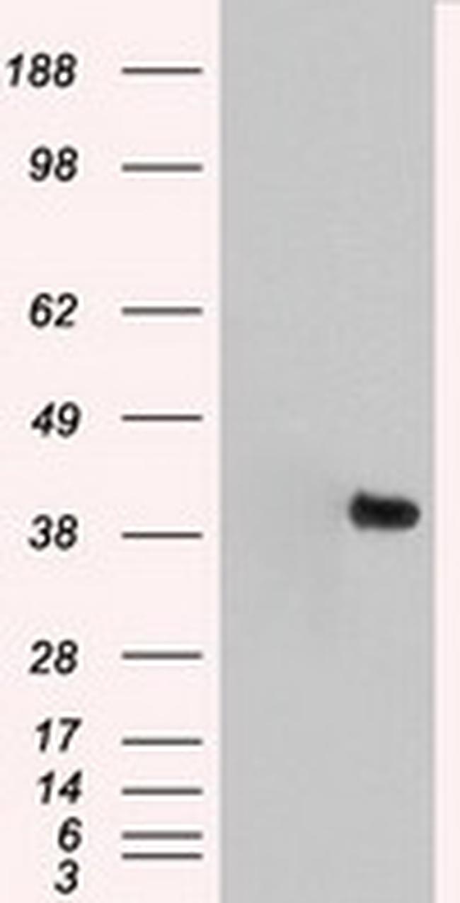 MAPK1 Antibody in Western Blot (WB)