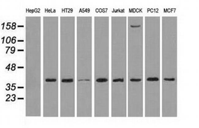 MAPK1 Antibody in Western Blot (WB)