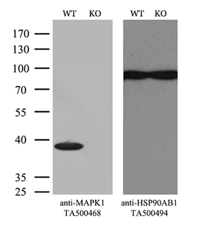 MAPK1 Antibody in Western Blot (WB)