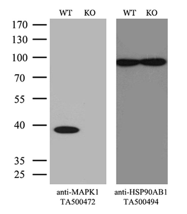 MAPK1 Antibody in Western Blot (WB)