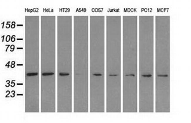 MAPK1 Antibody in Western Blot (WB)