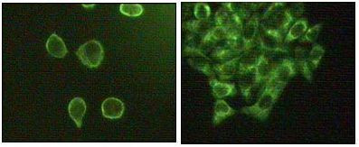 JNK3 Antibody in Immunocytochemistry (ICC/IF)