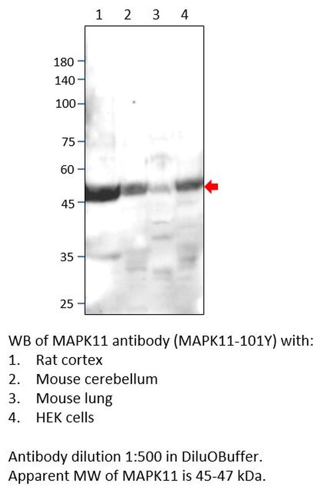 MAPK11 Antibody in Western Blot (WB)